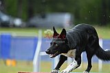 Canis donderdag