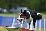 Canis donderdag