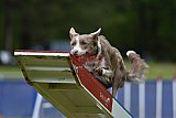 Canis donderdag
