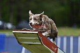 Canis donderdag
