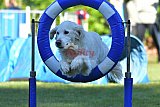 Canis zaterdag