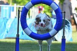 Canis zaterdag