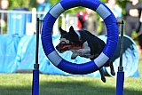 Canis zaterdag