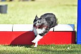Canis zaterdag