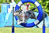 Canis zaterdag