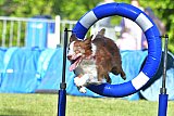 Canis zaterdag