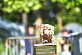 Canis zaterdag