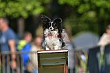 Canis zaterdag