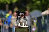 Canis zaterdag