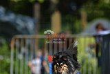 Canis zaterdag