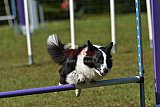 Canis zaterdag