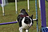 Canis zaterdag