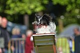 Canis zaterdag