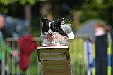 Canis zaterdag