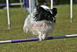 Canis zaterdag