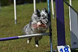 Canis zaterdag