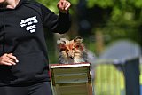 Canis zaterdag