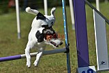 Canis zaterdag