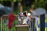 Canis zaterdag