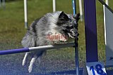 Canis zaterdag