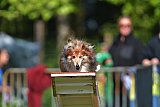 Canis zaterdag