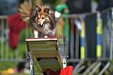Canis zaterdag