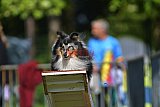 Canis zaterdag