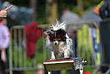 Canis zaterdag