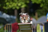 Canis zaterdag