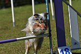 Canis zaterdag