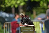 Canis zaterdag
