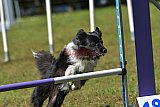 Canis zaterdag