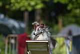 Canis zaterdag