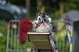 Canis zaterdag