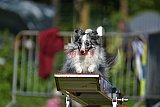 Canis zaterdag