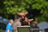 Canis zaterdag