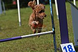 Canis zaterdag