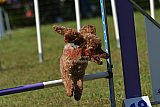 Canis zaterdag