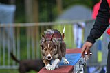 Canis zaterdag