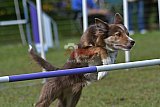 Canis zaterdag