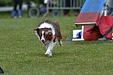 Canis zaterdag