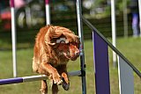 Canis zaterdag