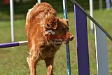 Canis zaterdag