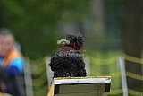 Canis zaterdag