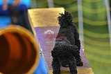 Canis zaterdag