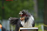 Canis zaterdag