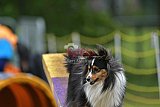 Canis zaterdag