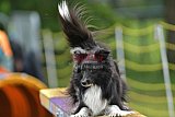 Canis zaterdag