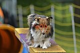 Canis zaterdag