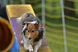 Canis zaterdag